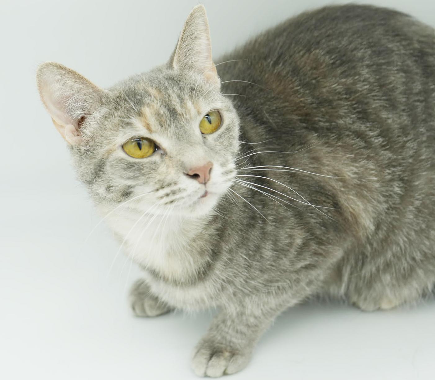 Enlarge Sansa and Arya!  Bonded SUPER MODELS and SUPER MODELS!  VIDEO!!!, a Adoptable mixed breed in Bedford Hills, NY image 2/6