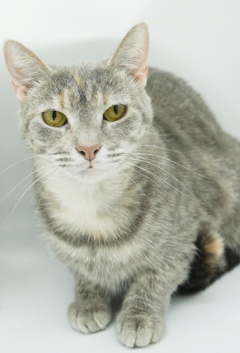 Enlarge Sansa and Arya!  Bonded SUPER MODELS and SUPER MODELS!  VIDEO!!!, a Adoptable mixed breed in Bedford Hills, NY image 5/6