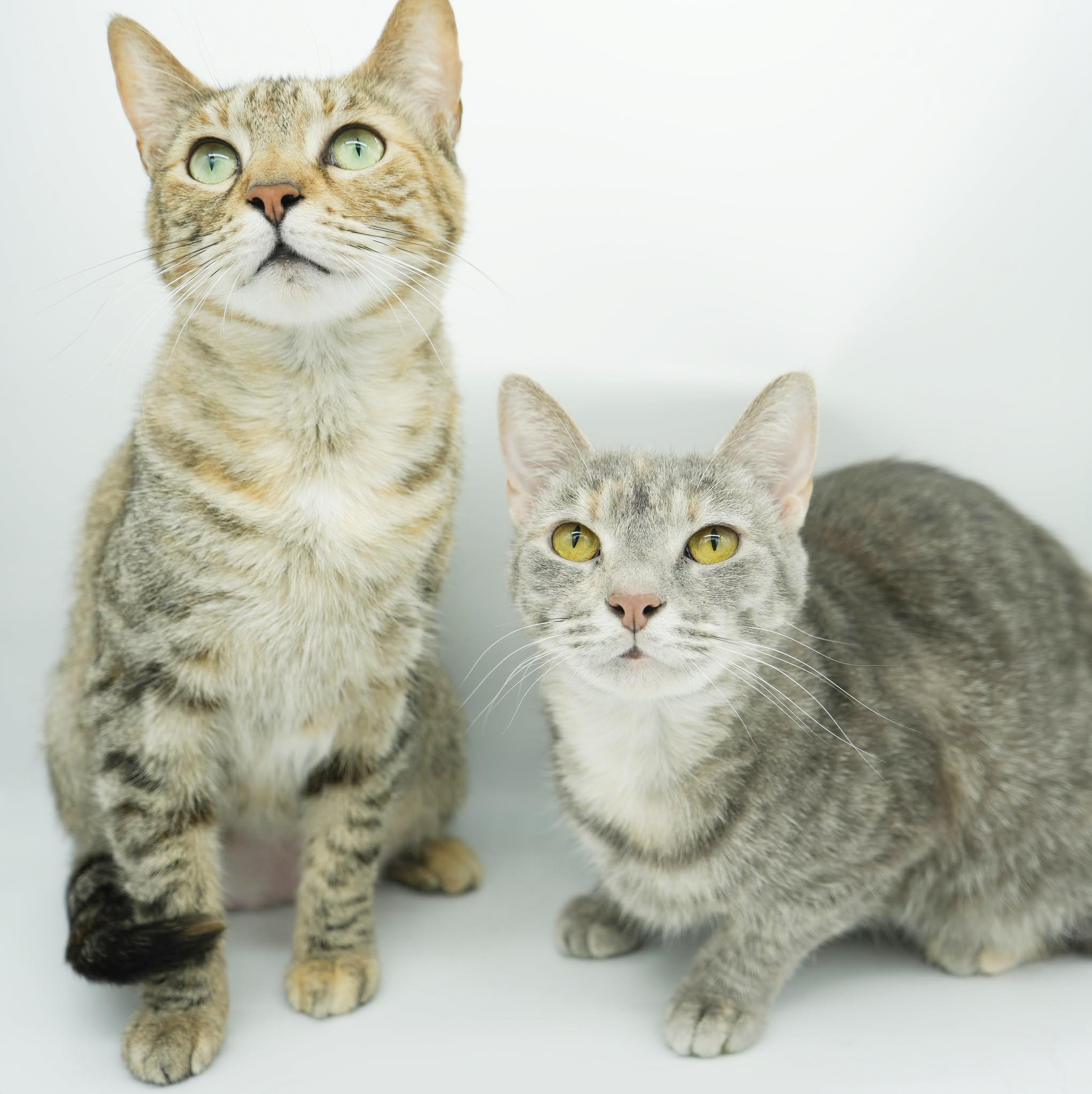Enlarge Sansa and Arya!  Bonded SUPER MODELS and SUPER MODELS!  VIDEO!!!, a Adoptable mixed breed in Bedford Hills, NY image 4/6