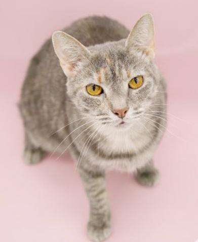 Enlarge Sansa and Arya!  Bonded SUPER MODELS and SUPER MODELS!  VIDEO!!!, a Adoptable mixed breed in Bedford Hills, NY image 1/6