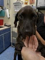 Pixie, adopted, Young Female Hound.