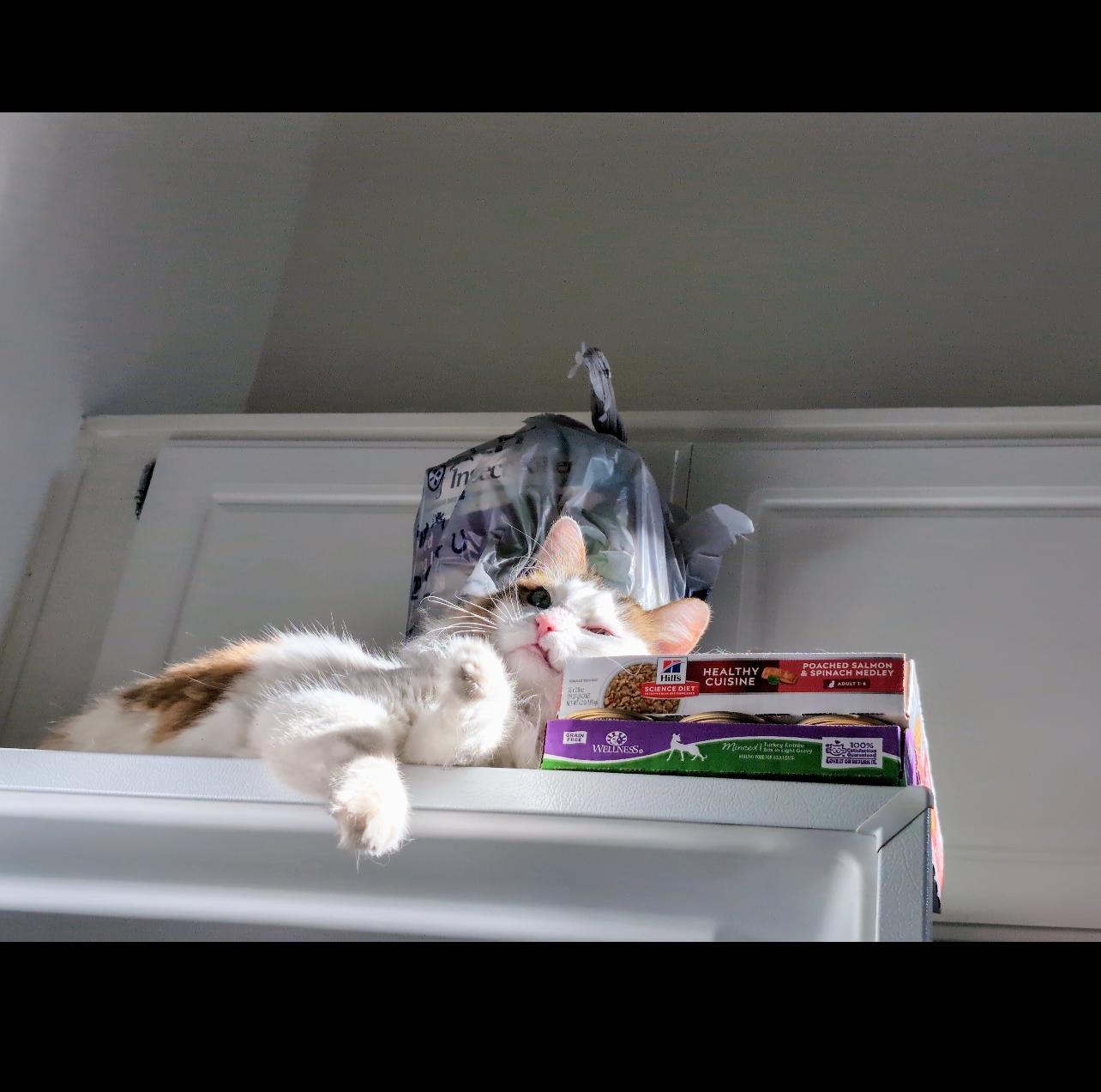 Enlarge Leon  ***Community Courtesy Post***, a Adoptable mixed breed in Queen Creek, AZ image 2/2