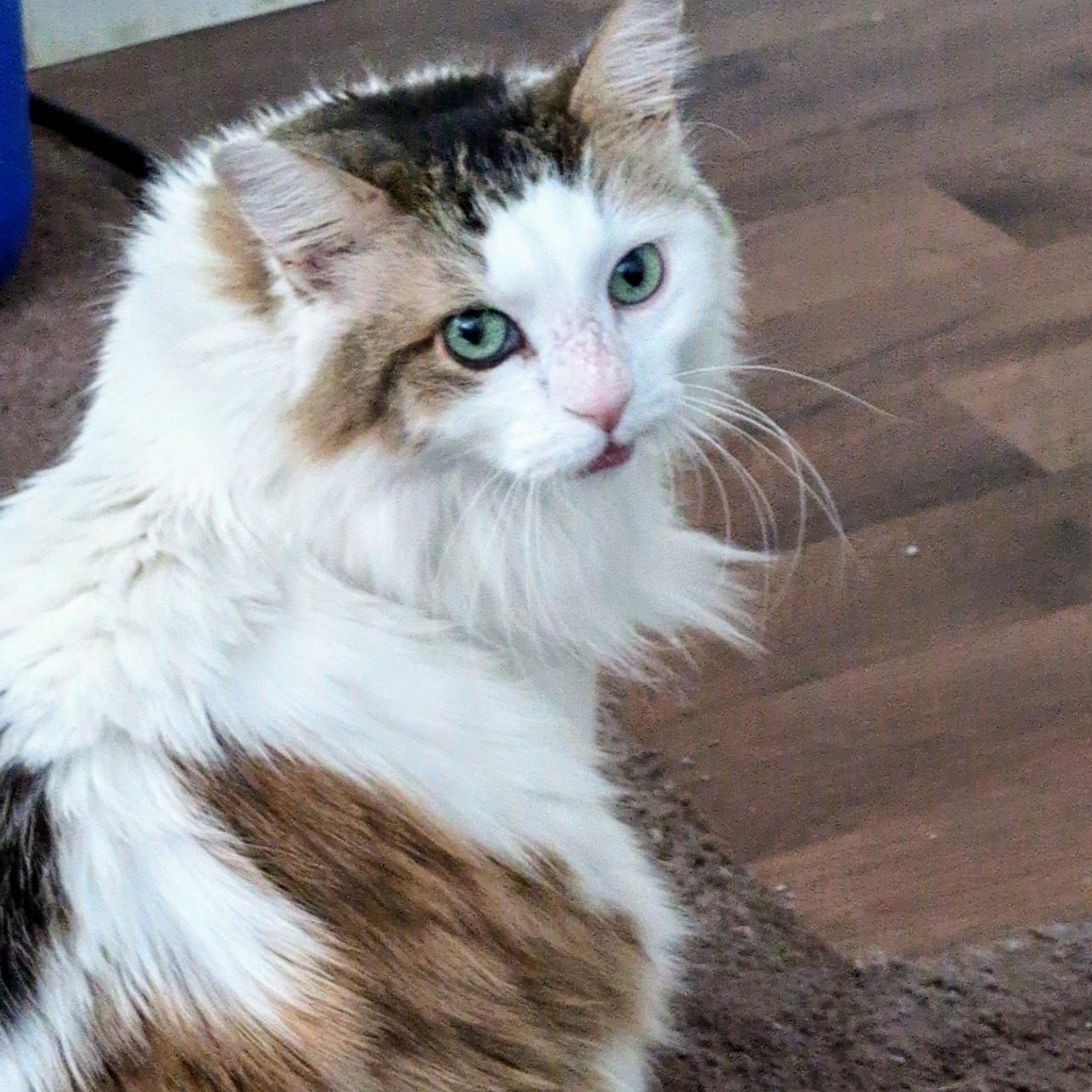 Leon  ***Community Courtesy Post***, Adoptable, Senior Male Domestic Long Hair.