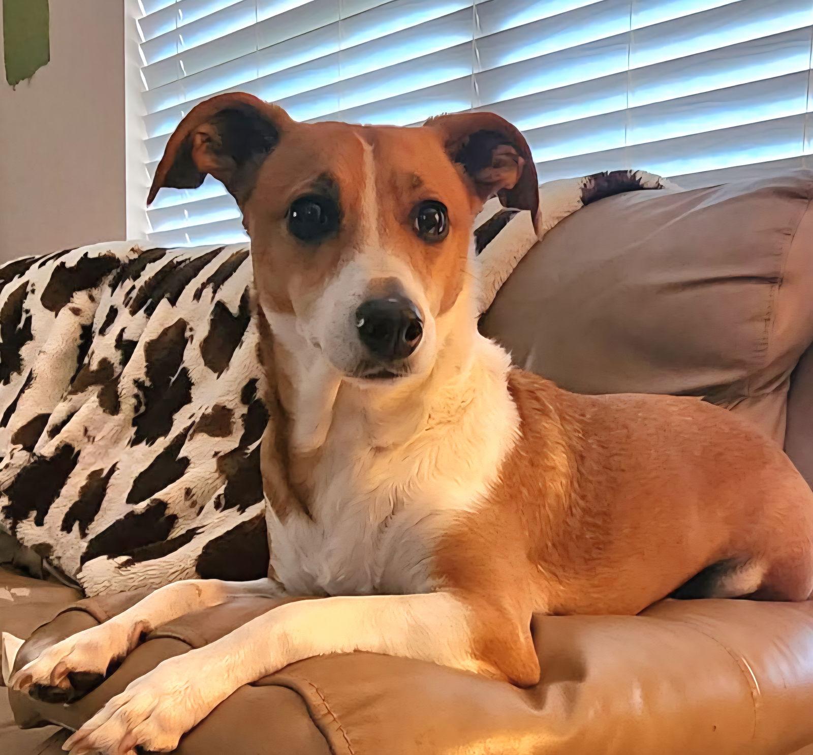 Juicy, Adopted, Adult Female Chihuahua & Jack Russell Terrier.