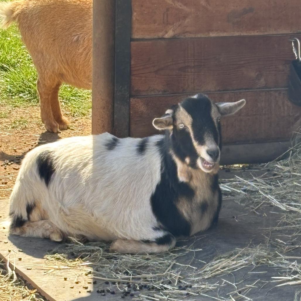 Hank, Adoptable, Adult Male Nigerian Dwarf & Goat.