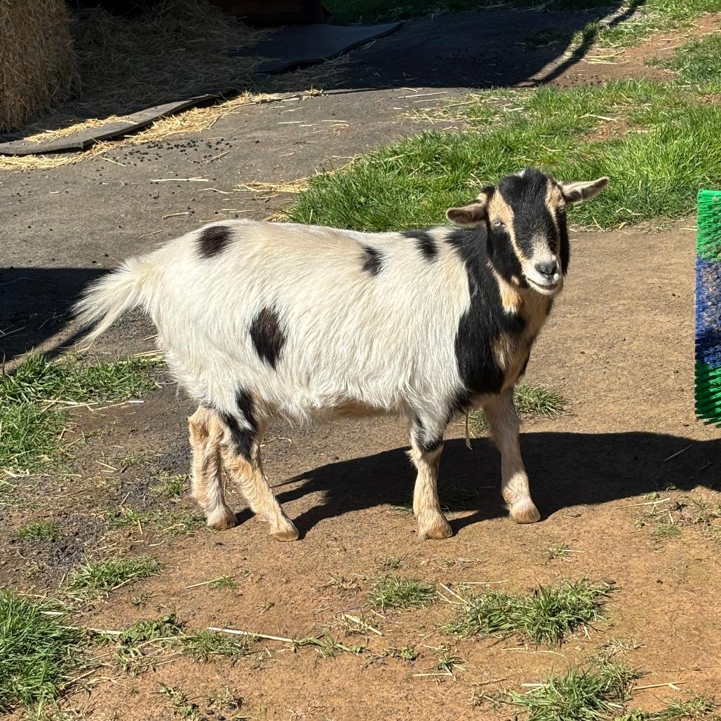 Hank, a Adoptable mixed breed in Salem, OR image 2/3