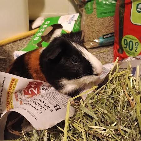 Herman with Newman-In foster, Adoptable, Adult Male Guinea Pig.