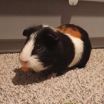 Enlarge Herman with Newman-In foster, a Adoptable Guinea Pig in Springfield, MA image 2/5