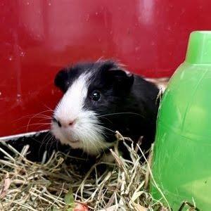 Enlarge Herman with Newman-In foster, a Adoptable Guinea Pig in Springfield, MA image 3/5