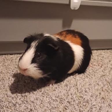 Enlarge Herman with Newman-In foster, a Adoptable Guinea Pig in Springfield, MA image 4/5
