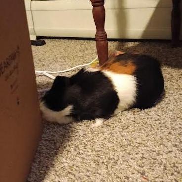 Enlarge Herman with Newman-In foster, a Adoptable Guinea Pig in Springfield, MA image 5/5