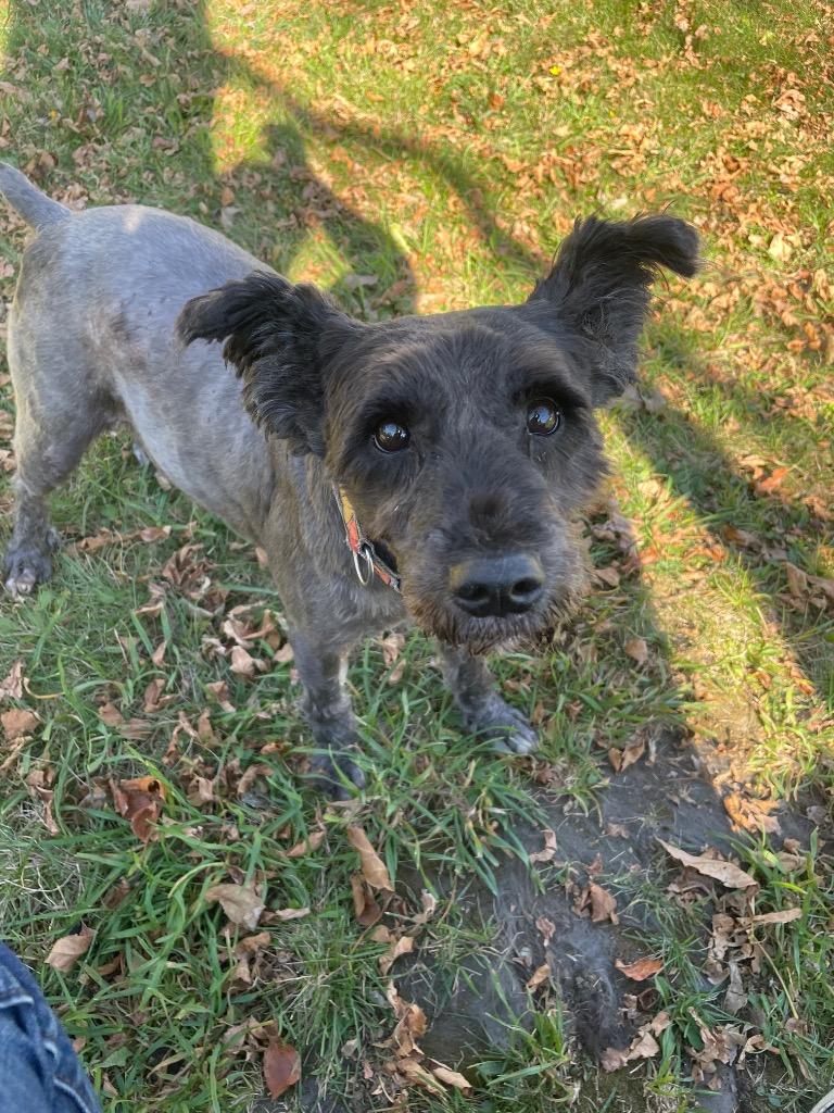 Cruise, Adoptable, Adult Male Schnauzer.