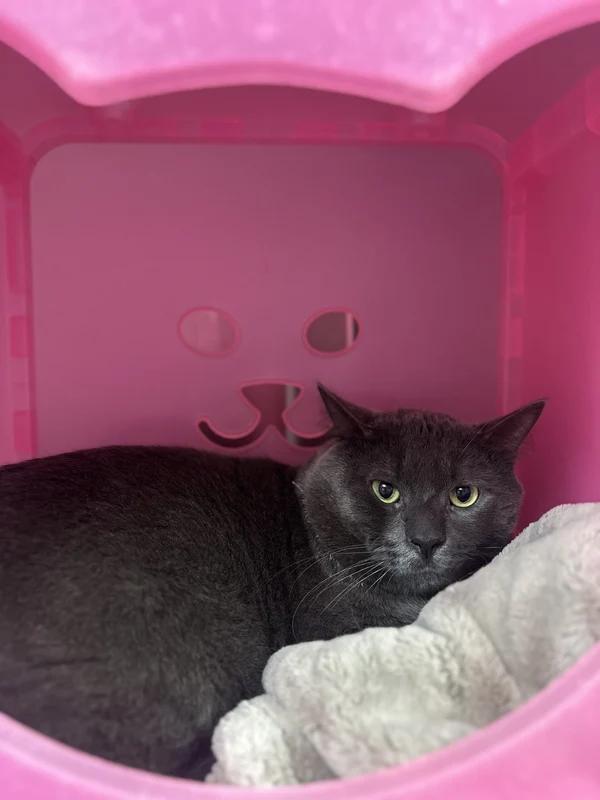Enlarge Luffy, a Adoptable Domestic Short Hair in Hamilton, ON image 2/3