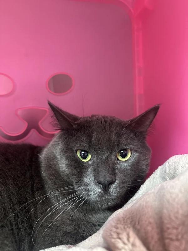Enlarge Luffy, a Adoptable Domestic Short Hair in Hamilton, ON image 1/3