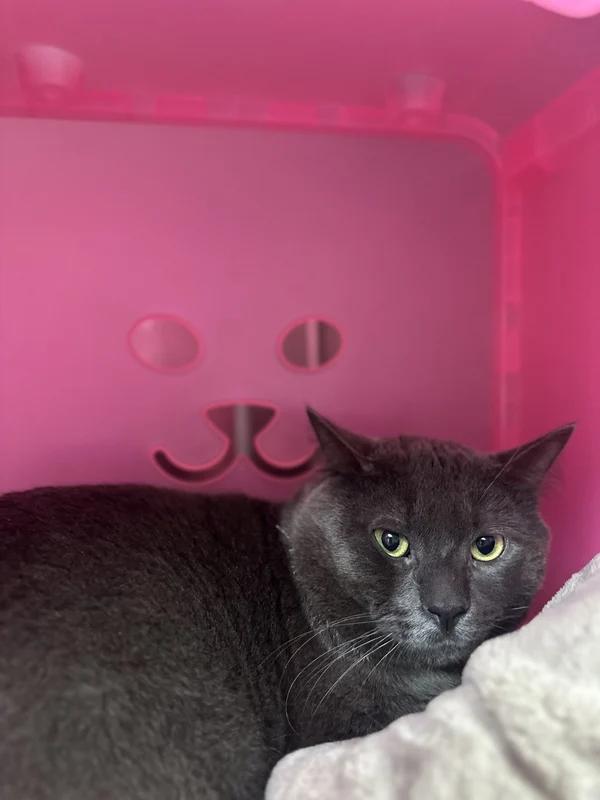 Enlarge Luffy, a Adoptable Domestic Short Hair in Hamilton, ON image 3/3