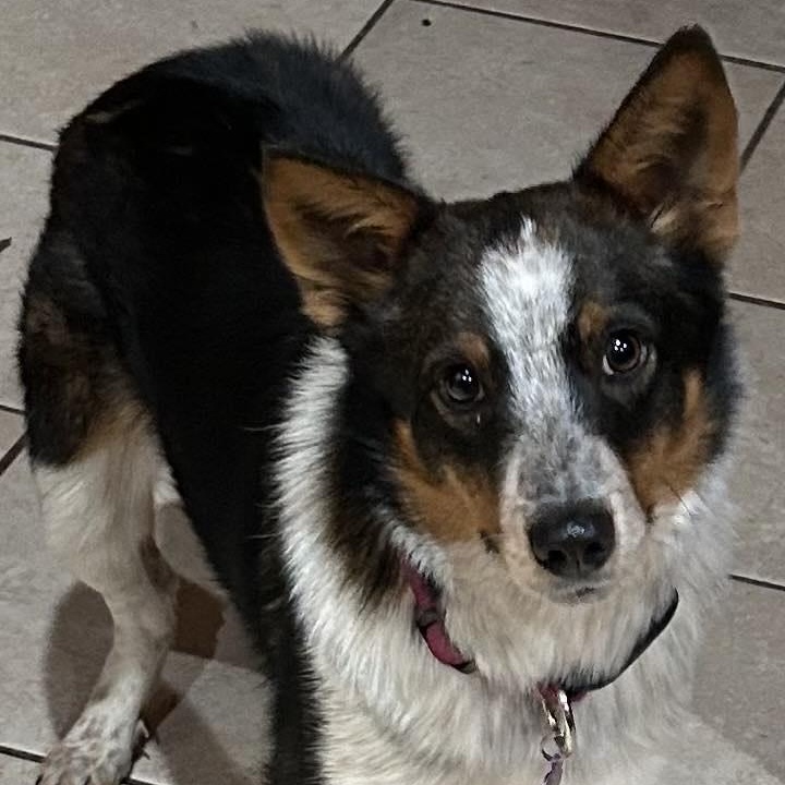 Enlarge TALTY, a Adoptable mixed breed in Kaufman, TX image 3/6