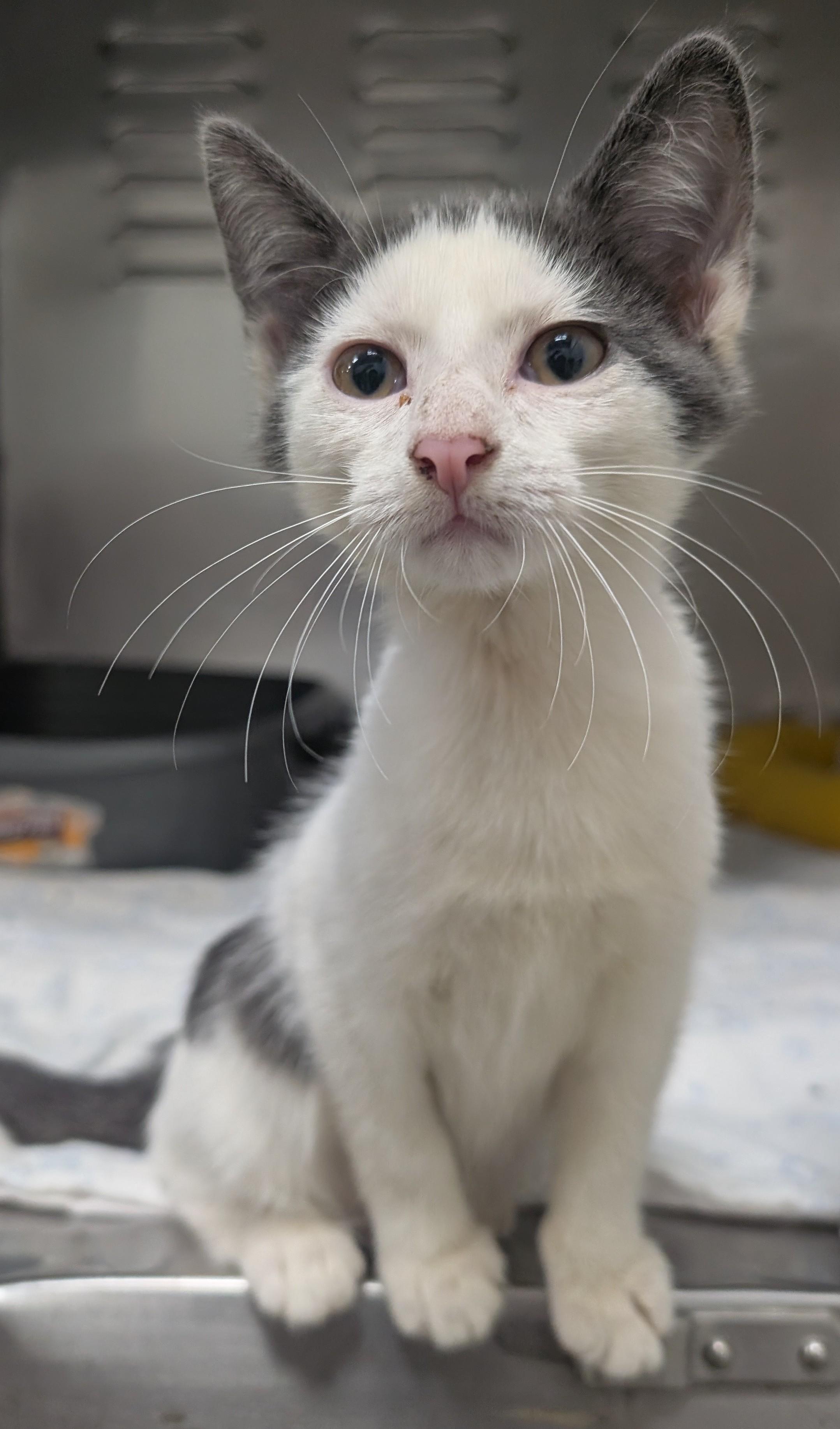 Amy, Adoptable, Young Female Domestic Short Hair.