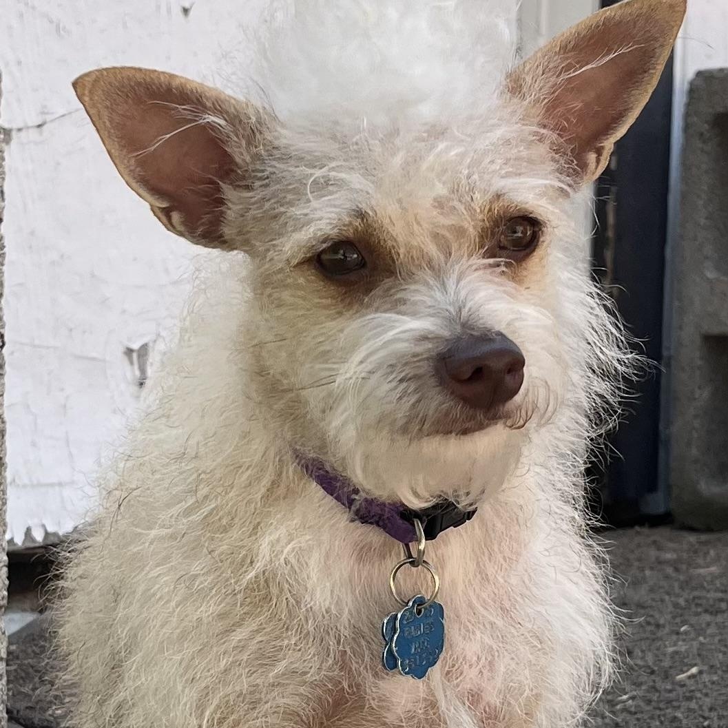 Enlarge Maddie, a ADOPTABLE mixed breed in Garland, TX image 1/2
