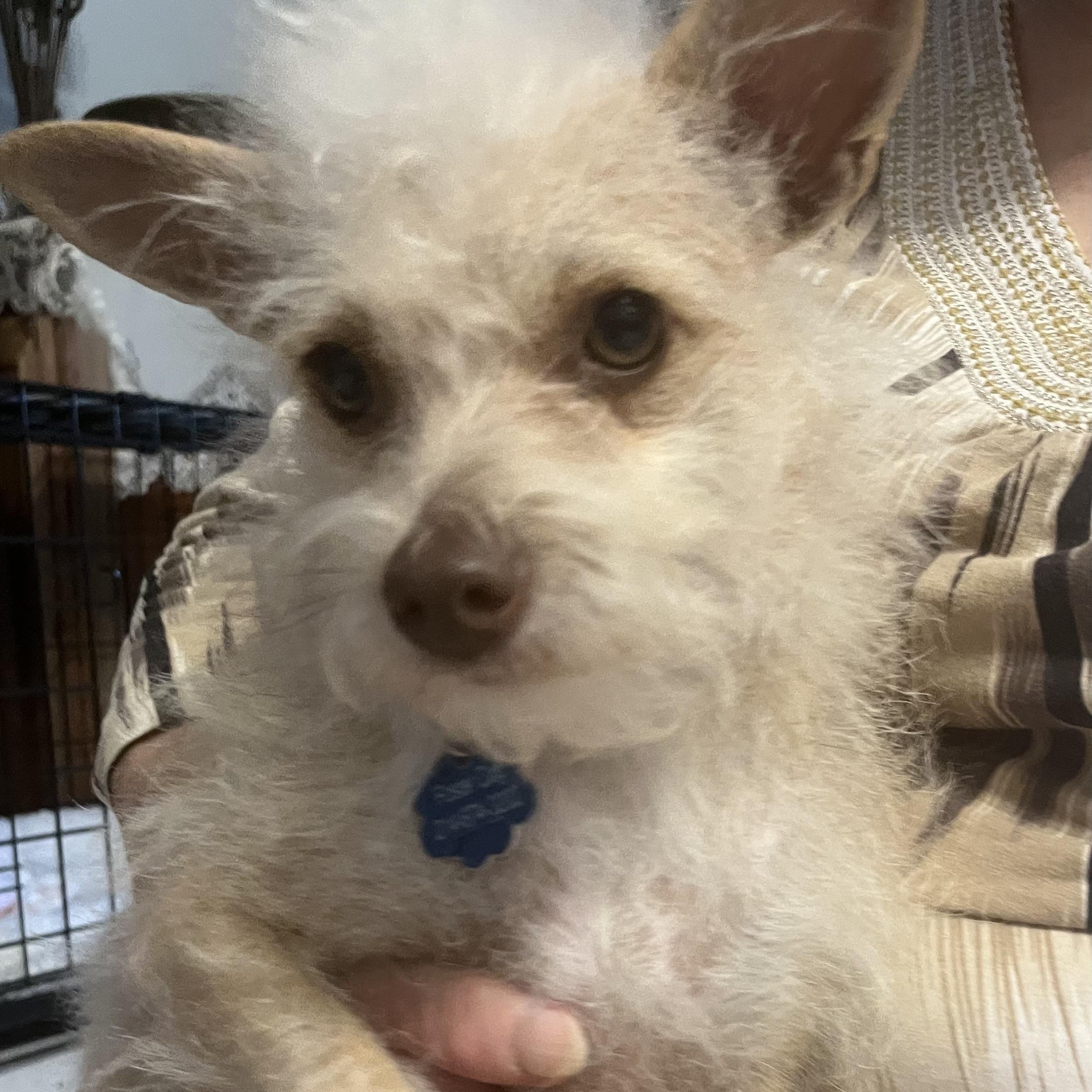 Enlarge Maddie, a ADOPTABLE mixed breed in Garland, TX image 2/2
