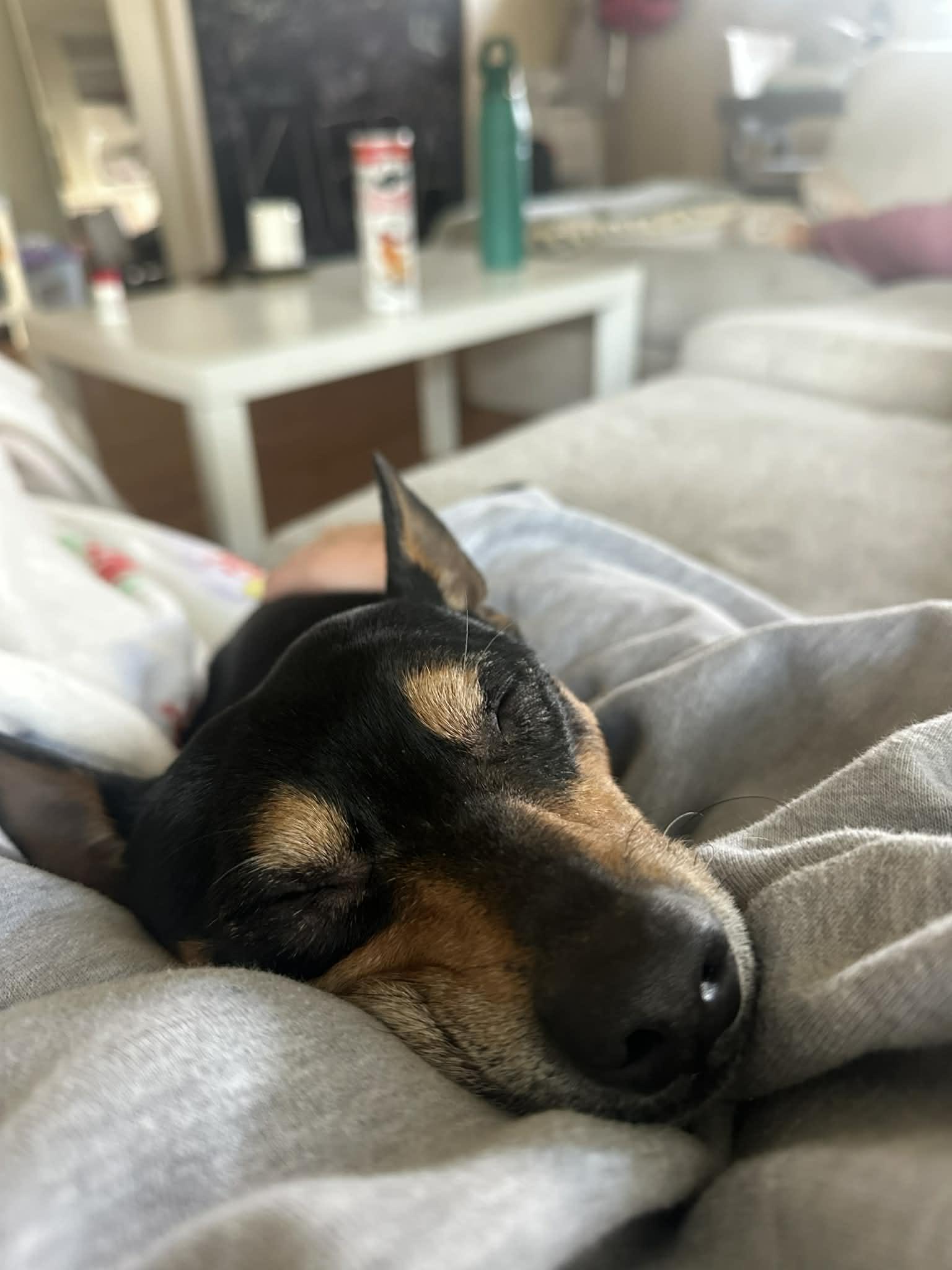 Enlarge TicTac, a ADOPTABLE mixed breed in Boulder, CO image 2/6