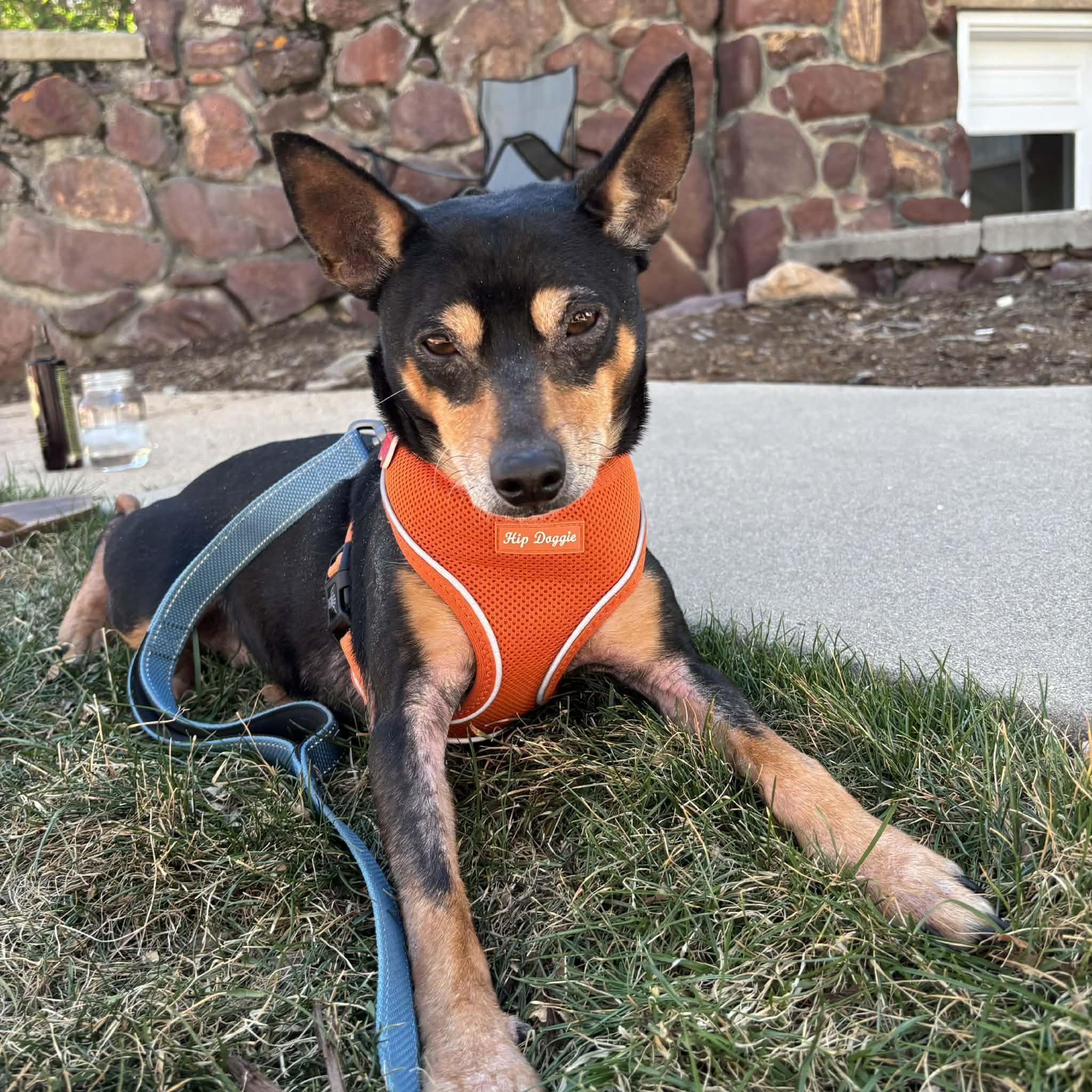 Enlarge TicTac, a ADOPTABLE mixed breed in Boulder, CO image 4/6