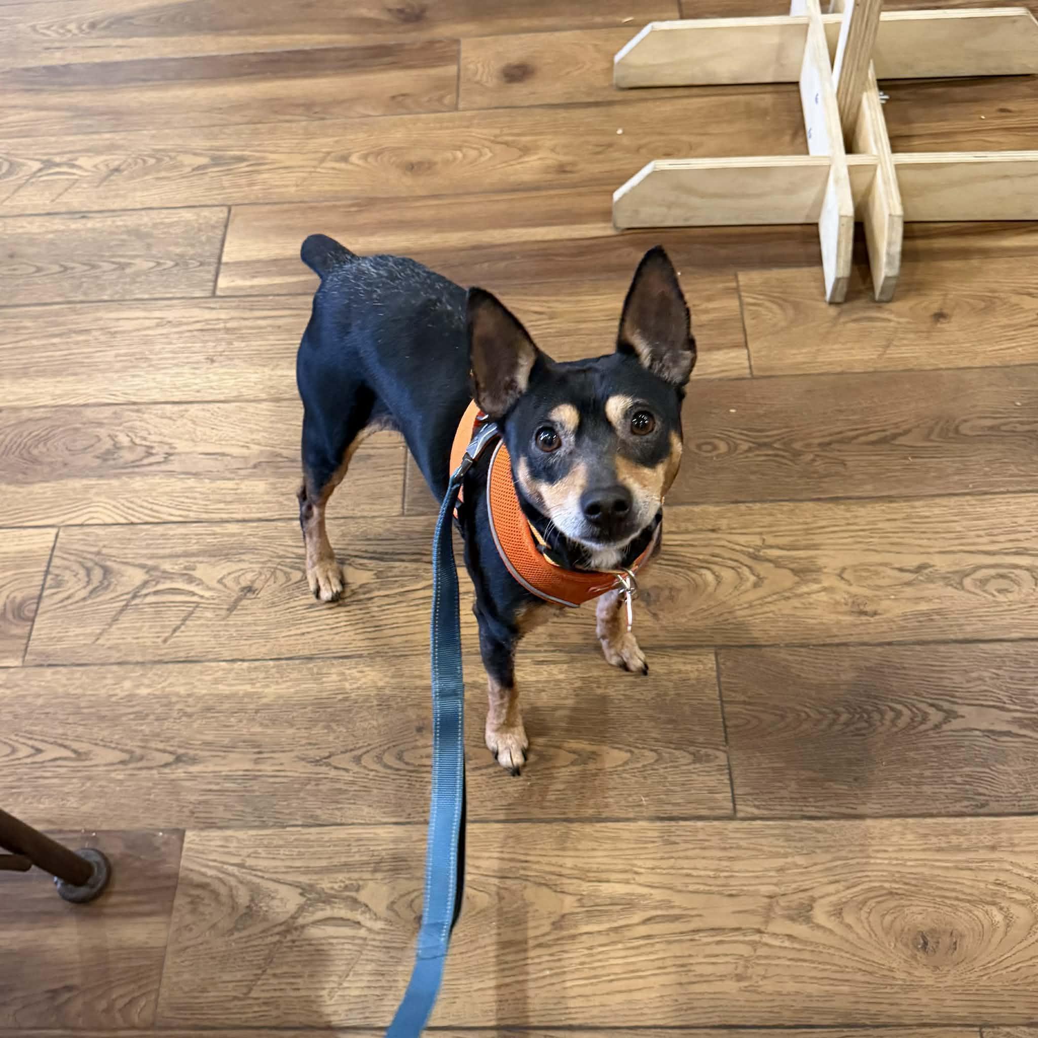 TicTac, ADOPTABLE, Adult Male Chihuahua & Rat Terrier.