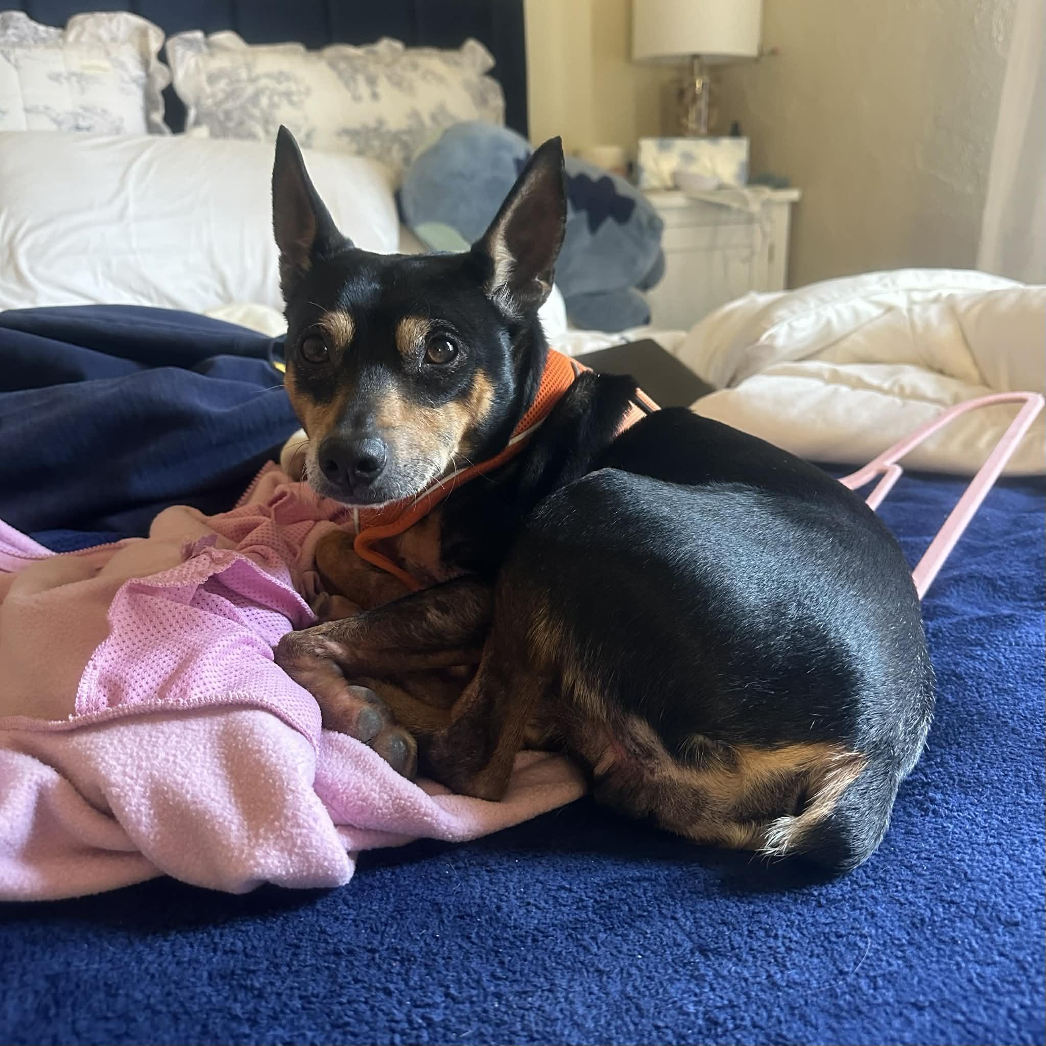 Enlarge TicTac, a ADOPTABLE mixed breed in Boulder, CO image 3/6