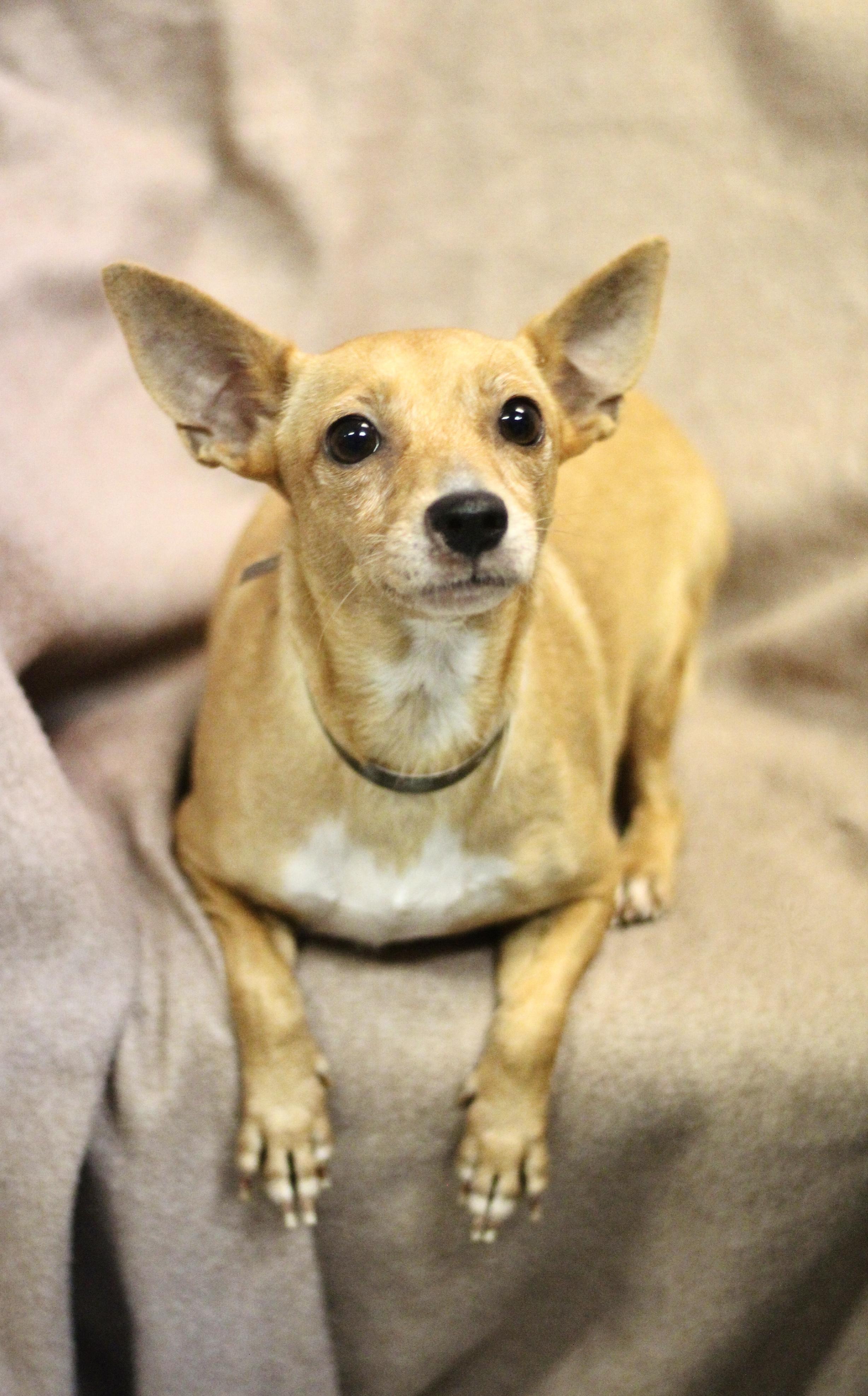 Enlarge Pocket Titan in NH. Come Meet our Adoptable Dogs Wednesday-Saturday. More info in Bio, a Adoptable mixed breed in Manchester, NH image 1/2
