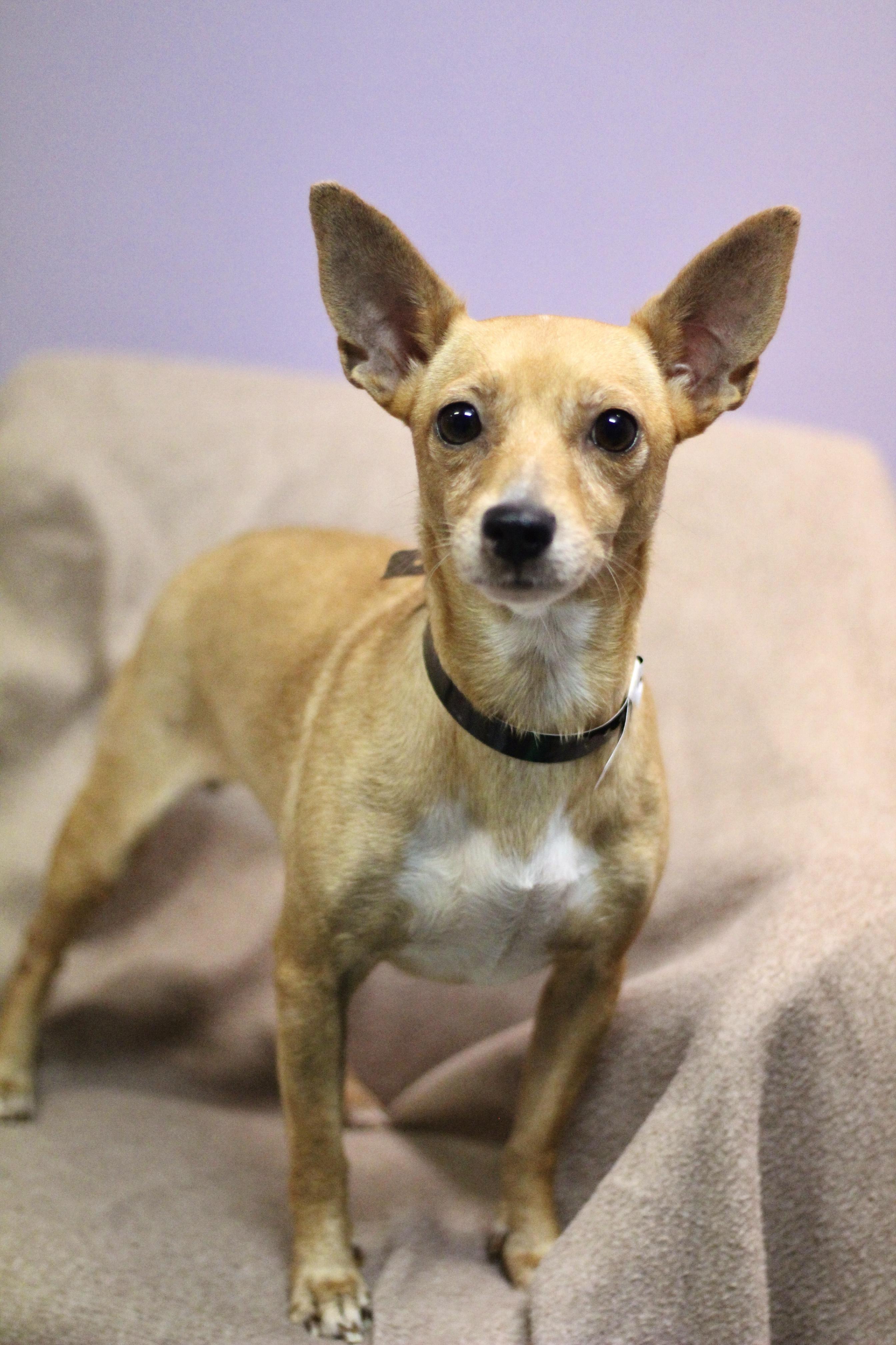 Enlarge Pocket Titan in NH. Come Meet our Adoptable Dogs Wednesday-Saturday. More info in Bio, a Adoptable mixed breed in Manchester, NH image 2/2