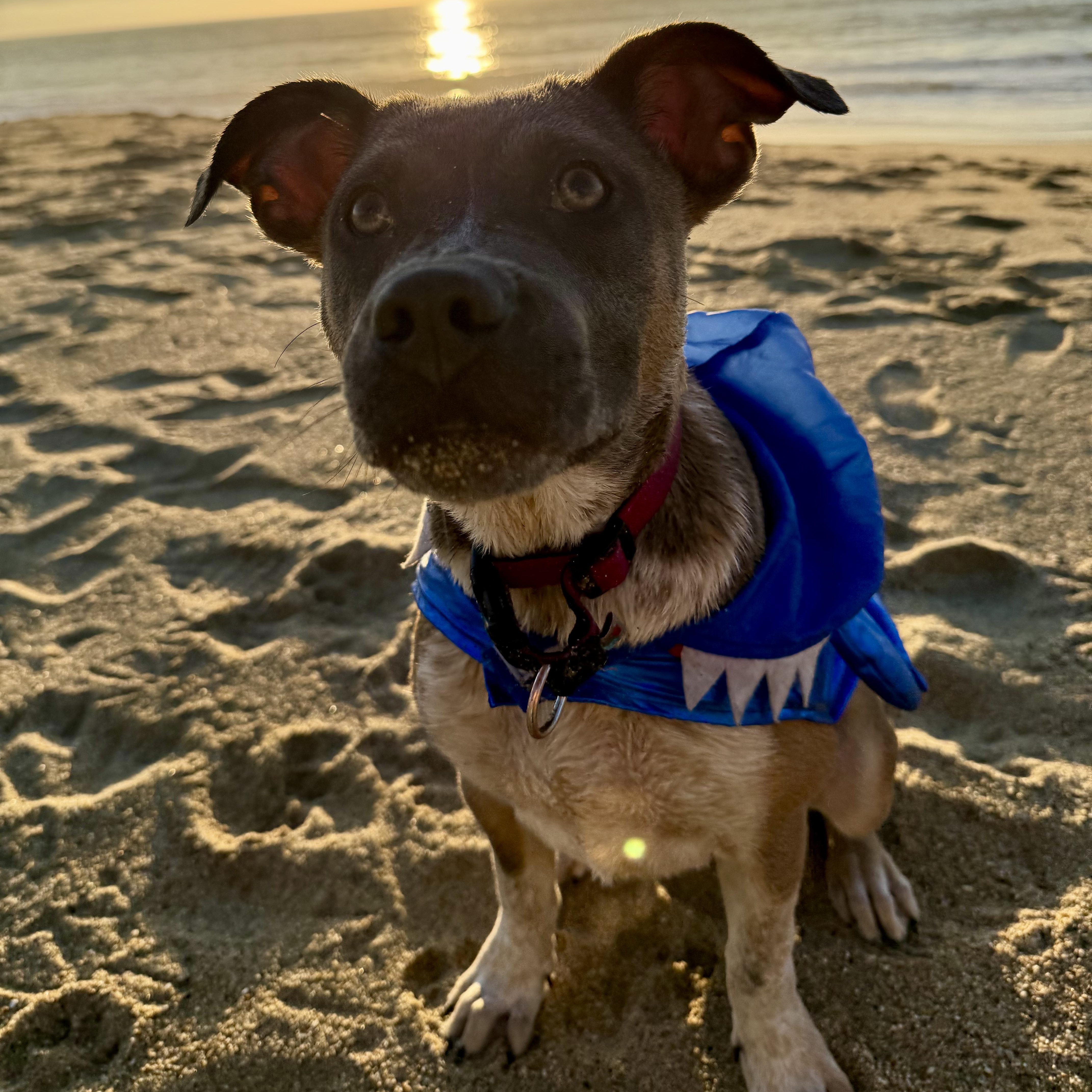 Enlarge MJ (Mary Jane), a Adoptable mixed breed in Los Gatos, CA image 3/5