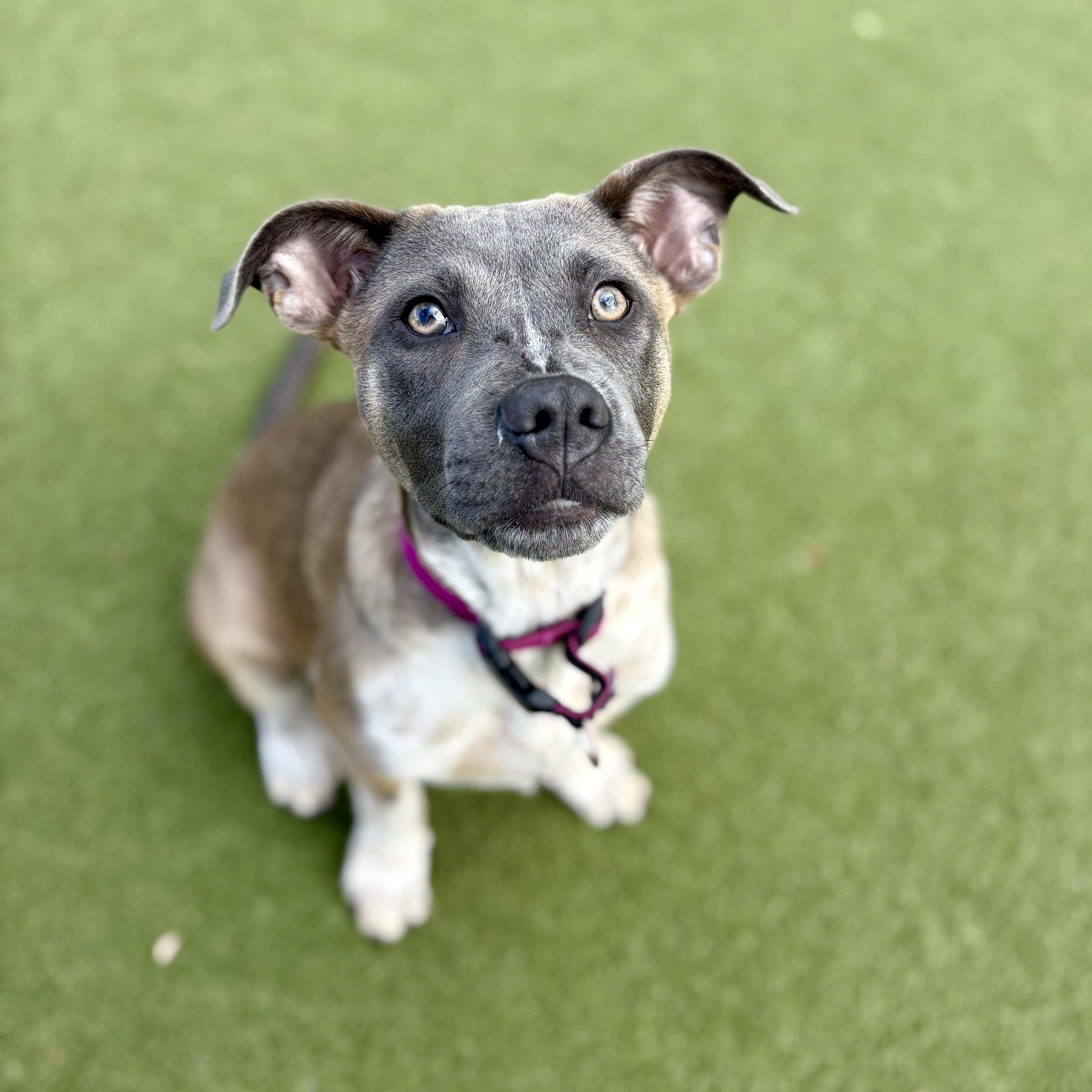Enlarge MJ (Mary Jane), a Adoptable mixed breed in Los Gatos, CA image 4/5