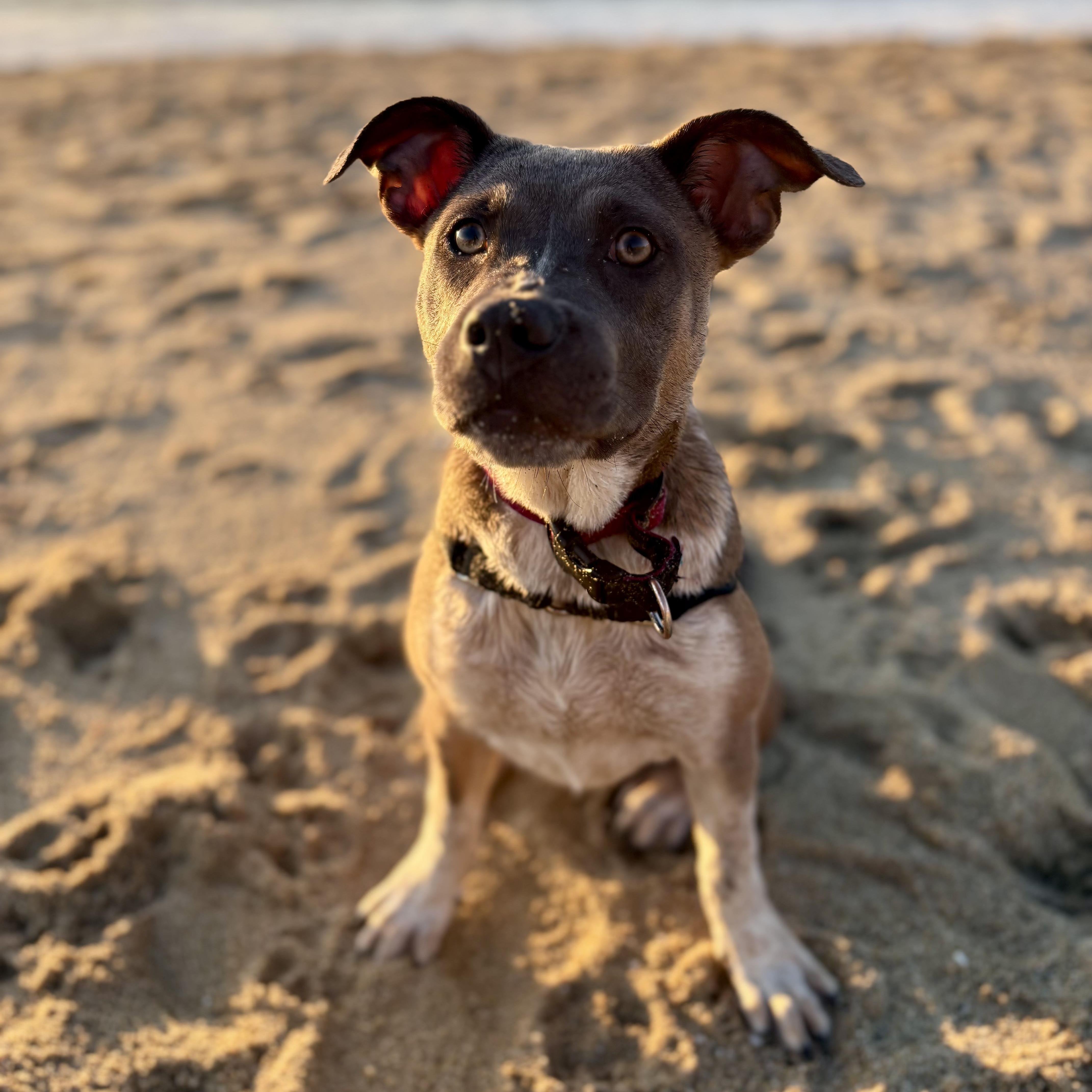 Enlarge MJ (Mary Jane), a Adoptable mixed breed in Los Gatos, CA image 2/5