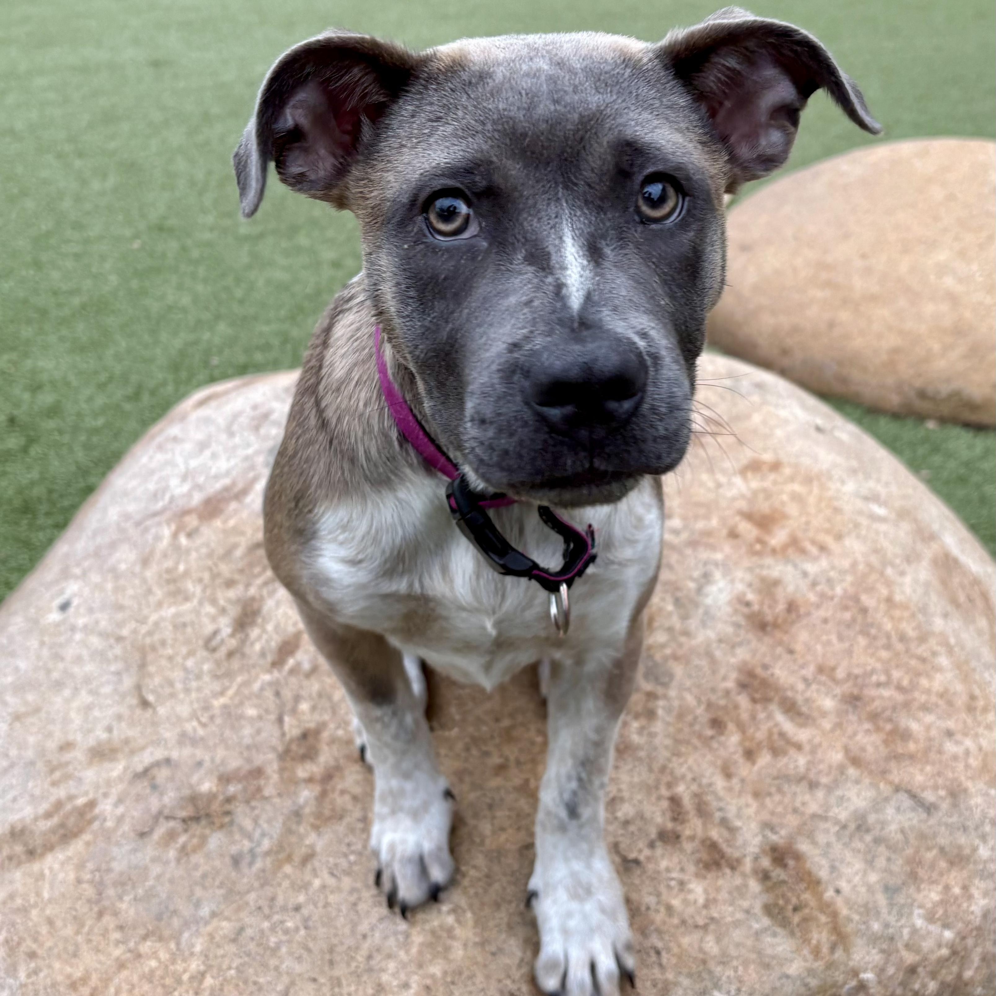 Enlarge MJ (Mary Jane), a Adoptable mixed breed in Los Gatos, CA image 1/5