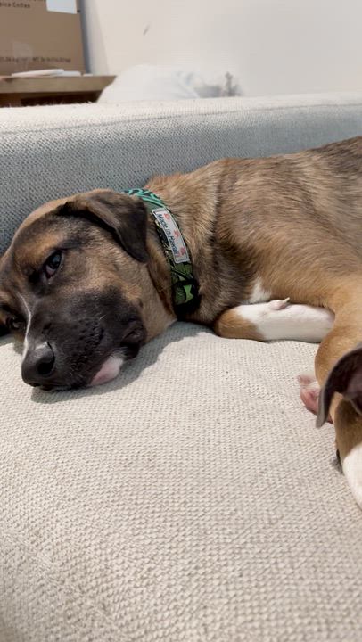 Enlarge MJ (Mary Jane), a Adoptable mixed breed in Los Gatos, CA video 5/5