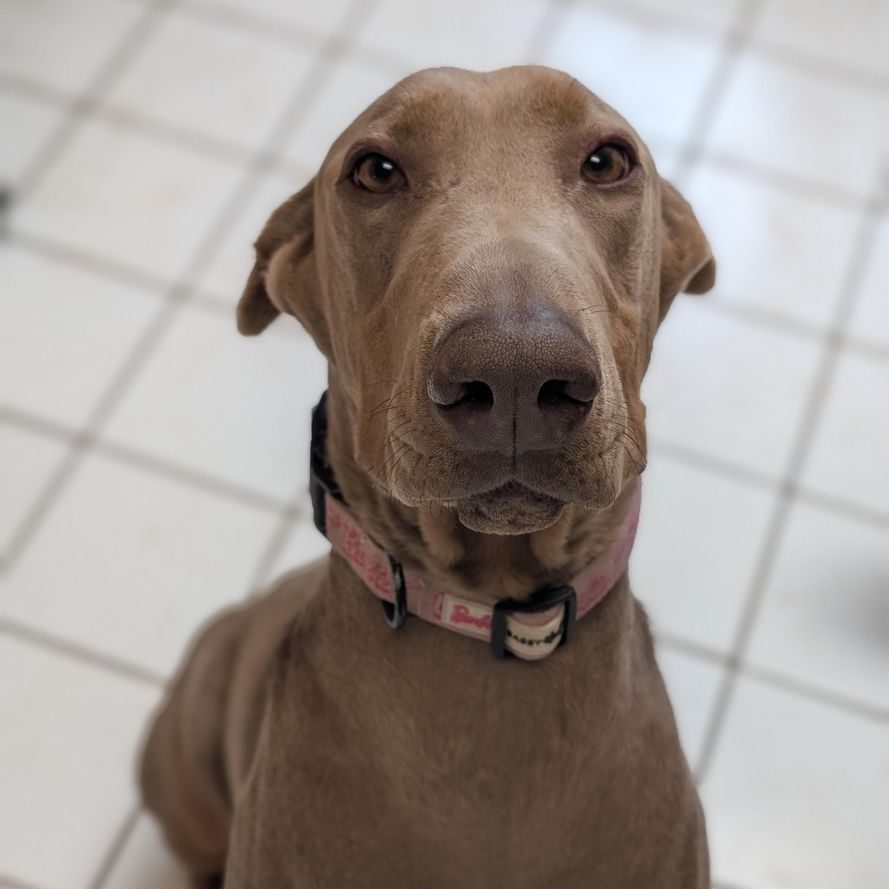 Enlarge Kaiju, an adopted Doberman Pinscher in Mountain Center, CA image 2/2