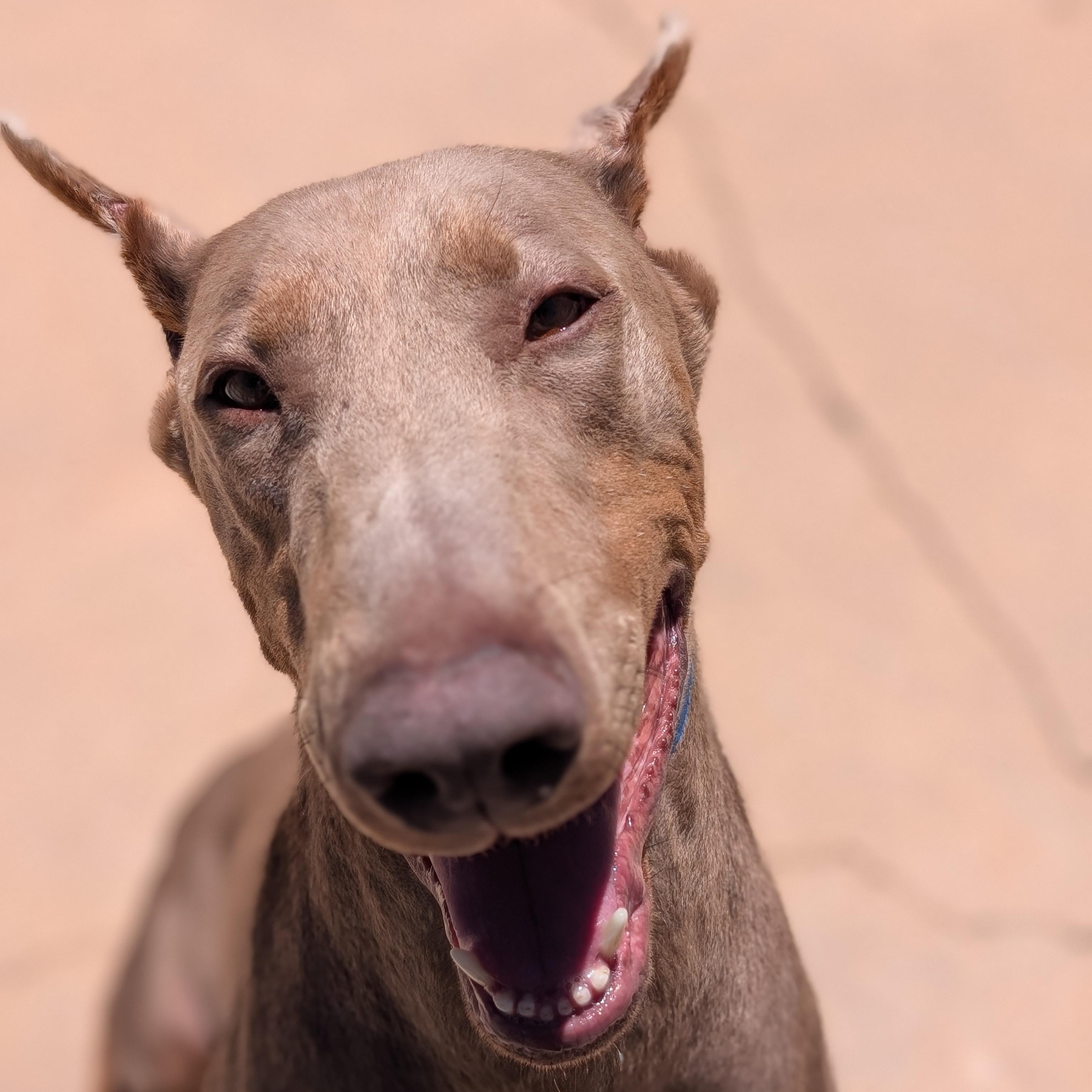 Enlarge Kaiju, an adopted Doberman Pinscher in Mountain Center, CA image 1/2