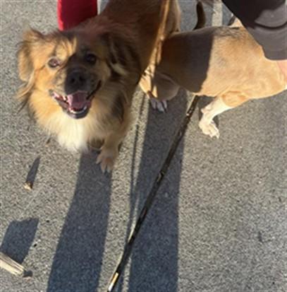 ORION, Adoptable, Young Male Pekingese & Pomeranian.