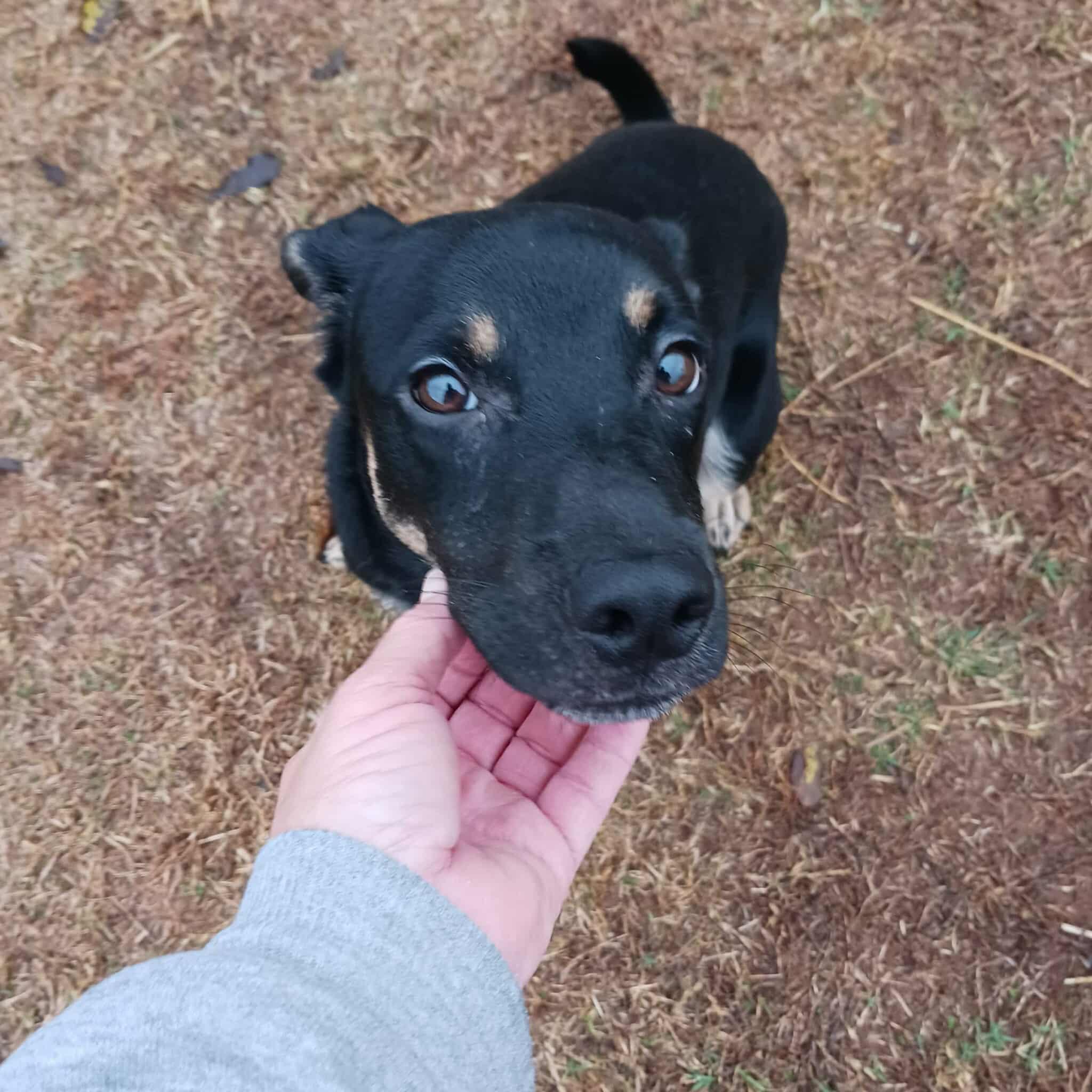 Creed, a ADOPTABLE mixed breed in Hopkinton, MA image 1/6