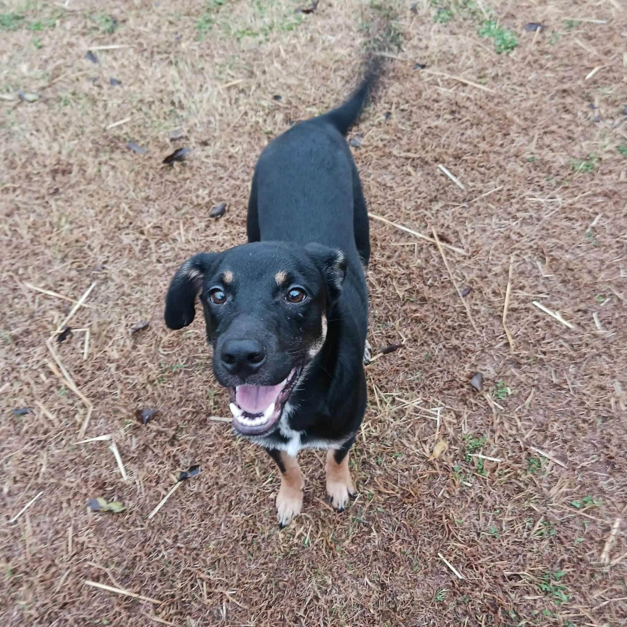 Creed, a ADOPTABLE mixed breed in Hopkinton, MA image 2/6