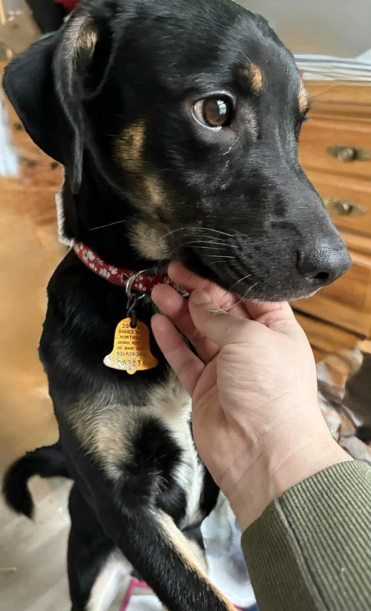 Creed, a ADOPTABLE mixed breed in Hopkinton, MA image 3/6