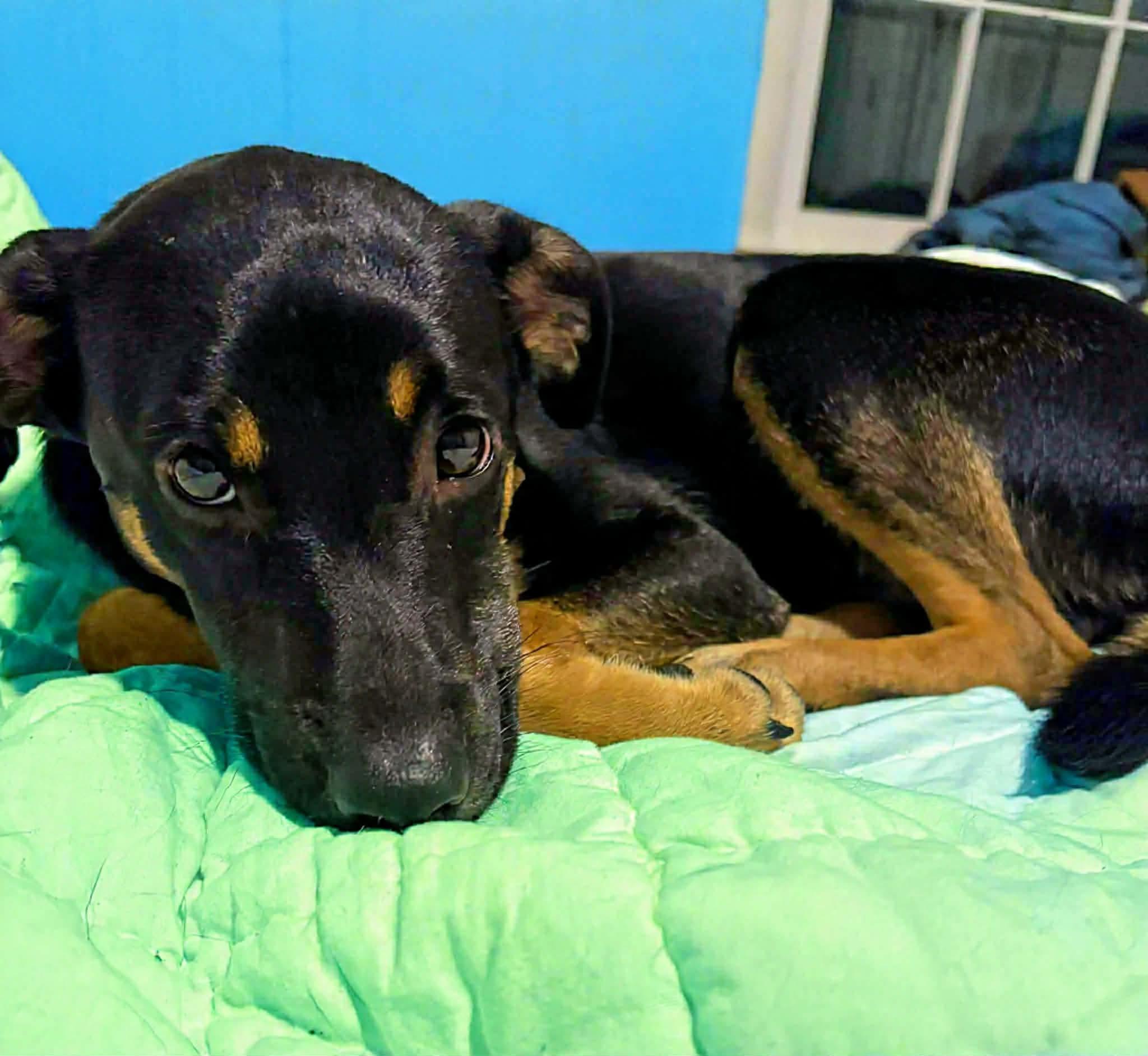 Creed, a ADOPTABLE mixed breed in Hopkinton, MA image 5/6