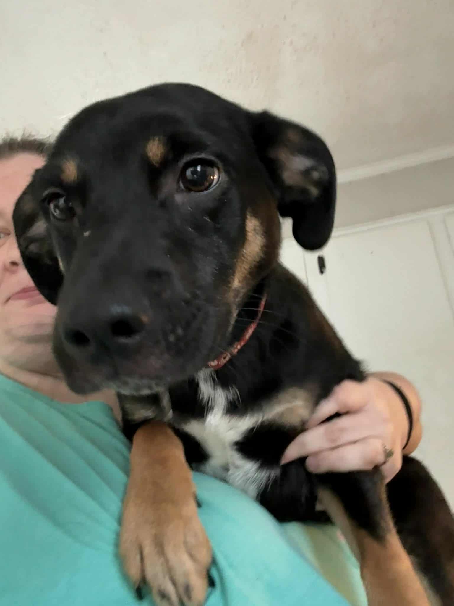 Creed, a ADOPTABLE mixed breed in Hopkinton, MA image 6/6