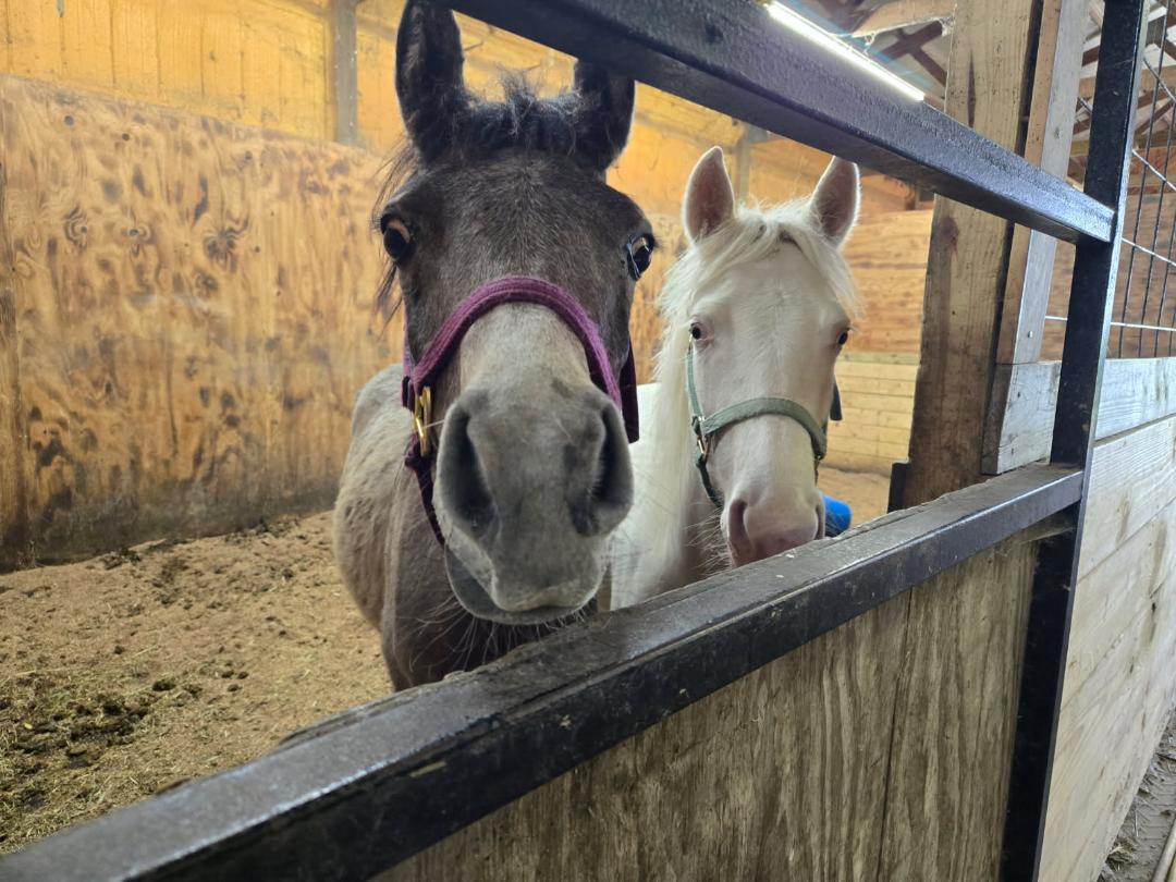 Enlarge Sighun Saghira, a Adoptable Arabian in Leitchfield , KY image 3/5
