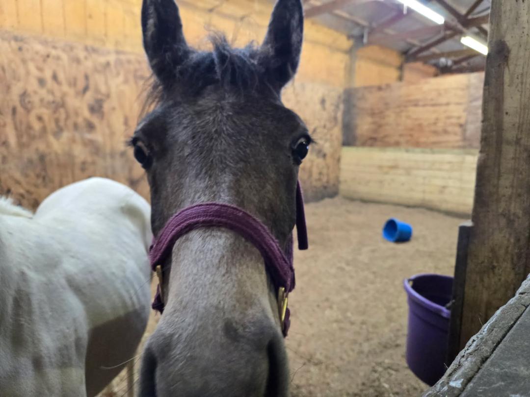 Enlarge Sighun Saghira, a Adoptable Arabian in Leitchfield , KY image 4/5