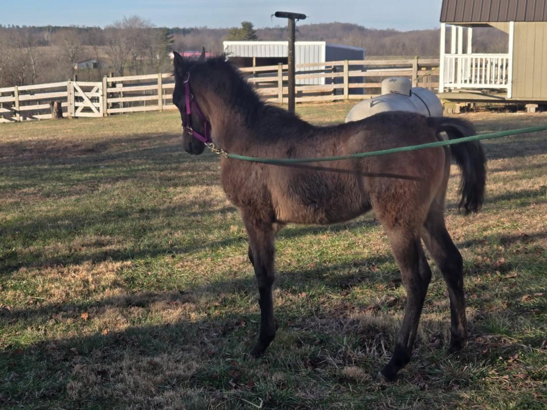 Enlarge Sighun Saghira, a Adoptable Arabian in Leitchfield , KY image 5/5