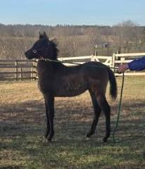 Enlarge Sighun Saghira, a Adoptable Arabian in Leitchfield , KY image 1/5