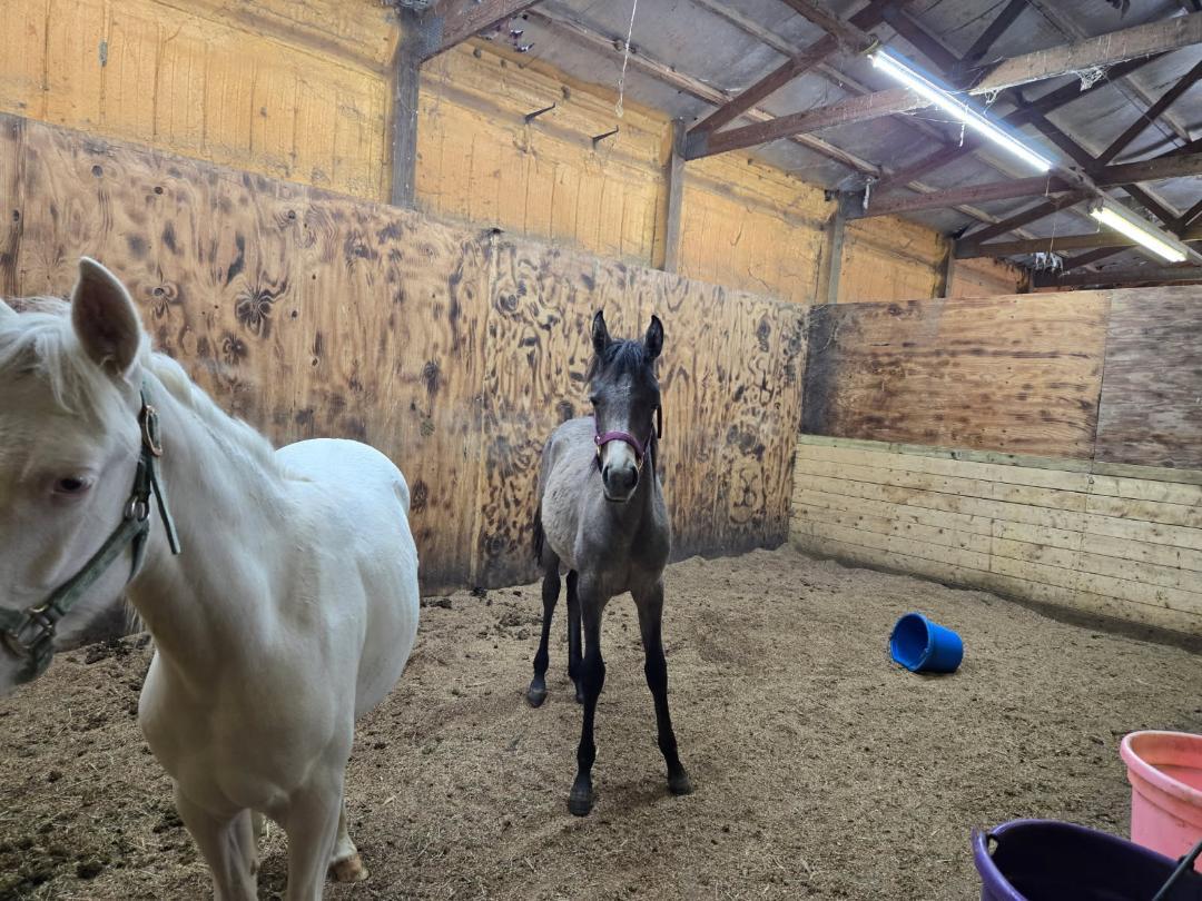 Enlarge Sighun Saghira, a Adoptable Arabian in Leitchfield , KY image 2/5