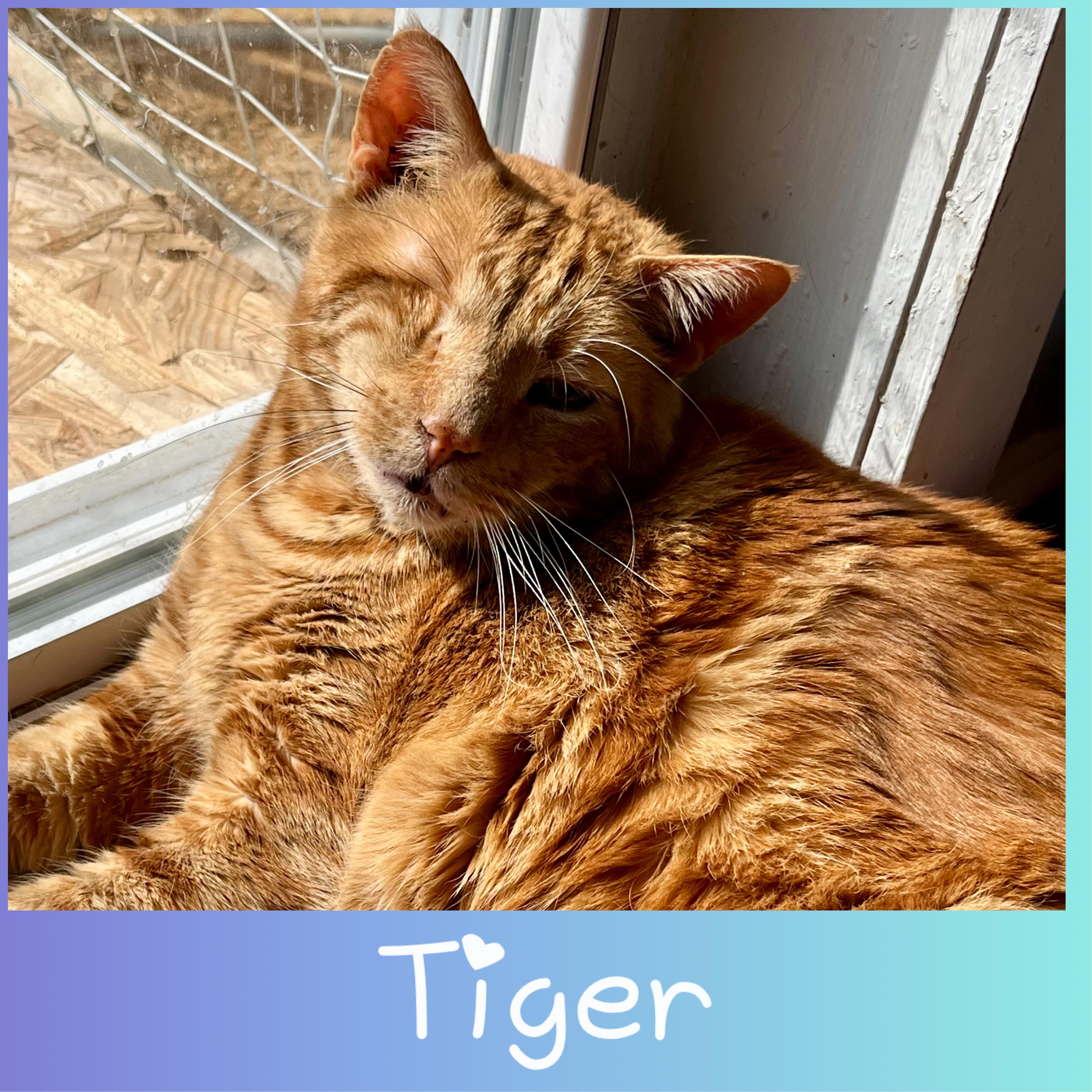 Tiger, Adoptable, Adult Male Domestic Short Hair.