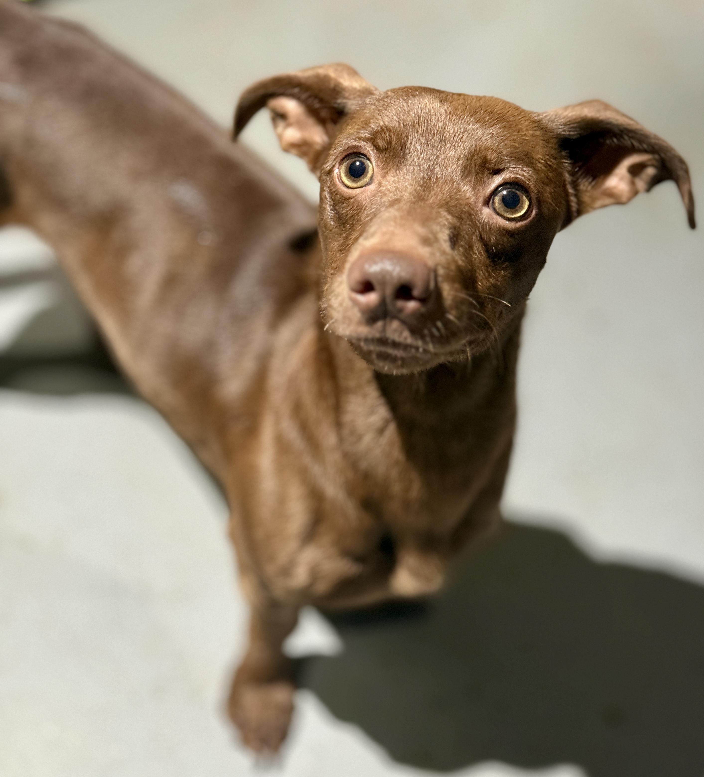 Enlarge Wesson, an adopted mixed breed in Deltona, FL image 1/3