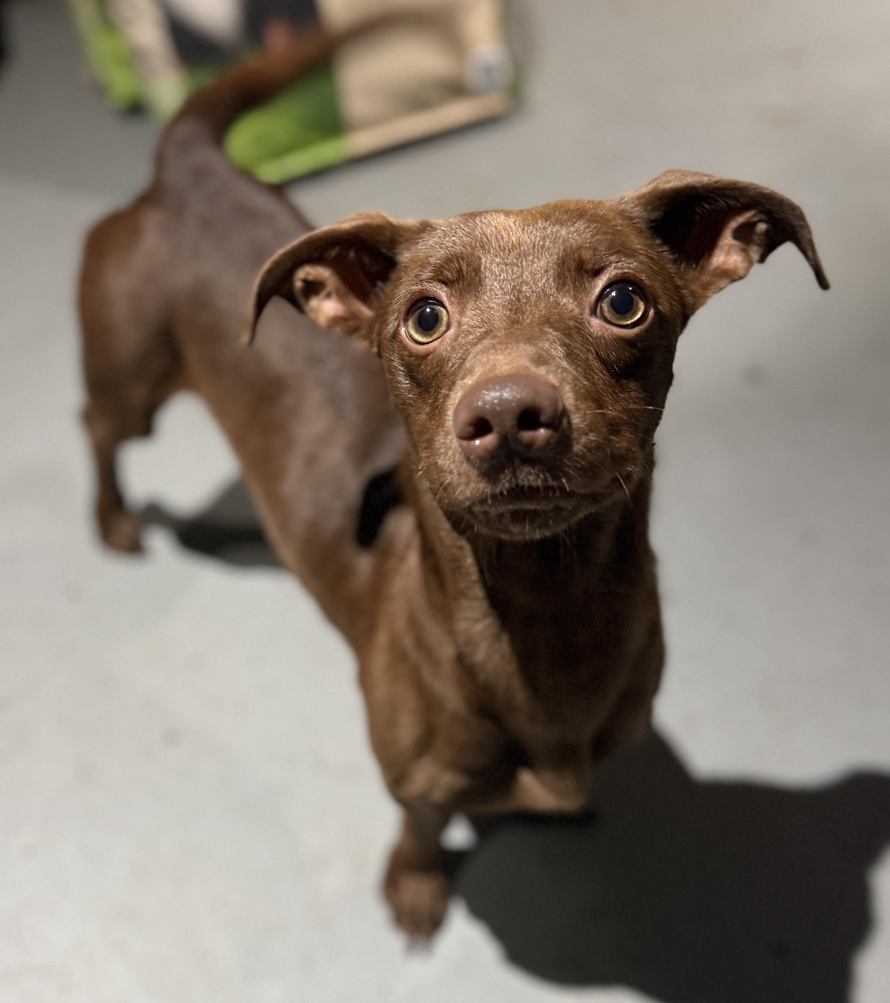 Enlarge Wesson, an adopted mixed breed in Deltona, FL image 2/3